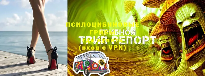 Псилоцибиновые грибы Psilocybe  Верхний Уфалей 